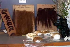 decipher.com-images-contentimages-article lotr wetawigs1.jpg